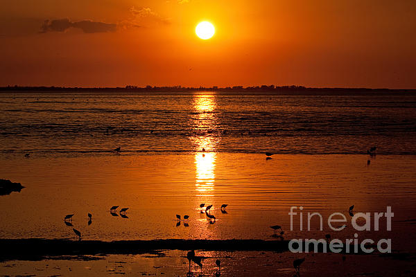 Sunset with the Birds Photo by Meg Rousher Sunset with the Birds Photo by Meg Rousher